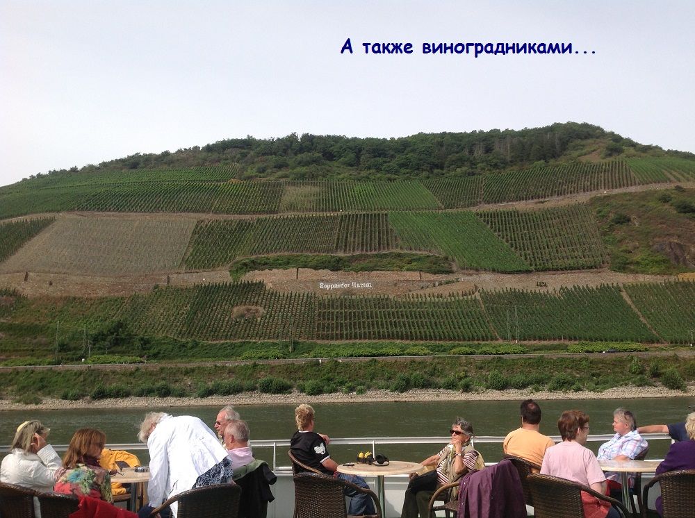 Виноградники на Рейне